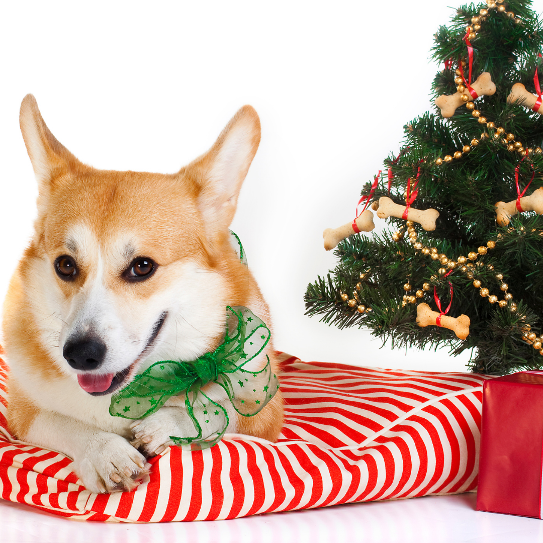 Natale da cani: la gift guide 2019 – BRACCHI REGGIANI